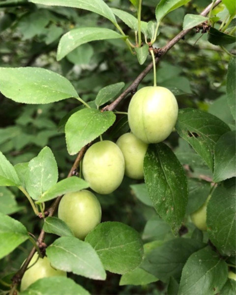 Ringlota (Prunus domestica subsp. italica) ´ONTARIO´ Ringlota (Prunus domestica subsp. italica) ´ONTARIO´