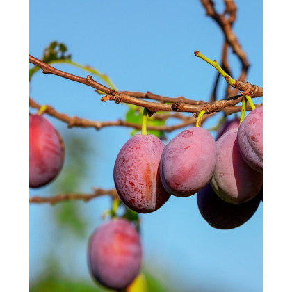 Ringlota (Prunus domestica subsp. italica) ´OPÁL´ Ringlota (Prunus domestica subsp. italica) ´OPÁL´