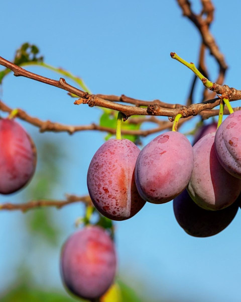 Ringlota (Prunus domestica subsp. italica) ´OPÁL´ Ringlota (Prunus domestica subsp. italica) ´OPÁL´