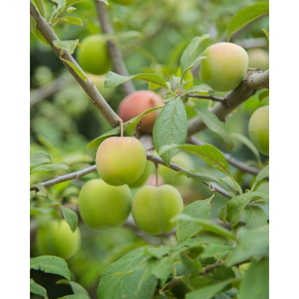 Ringlota (Prunus Domestica subsp. Italica) ´OULINSKÁ´ Ringlota (Prunus Domestica subsp. Italica) ´OULINSKÁ´