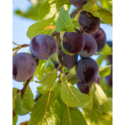 Slivka domáca (Prunus domestica) ´CALYPSO´ 