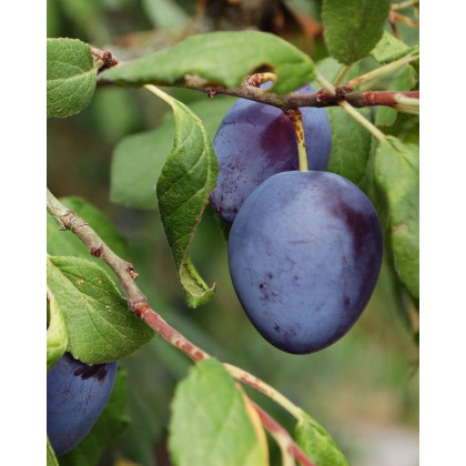Slivka domáca (Prunus domestica) ´AMERS´ Slivka domáca (Prunus domestica) ´AMERS´