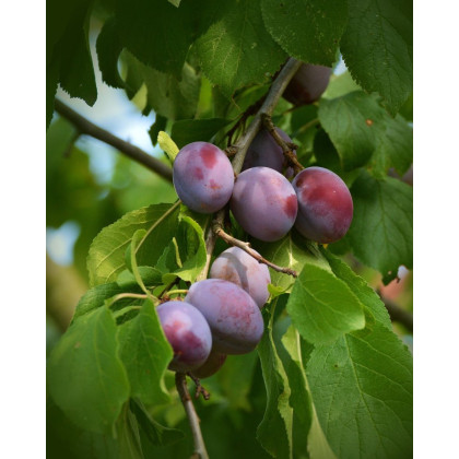 Slivka domáca (Prunus domestica) ´BYSTRICKÁ MUŠKÁTOVÁ´ Slivka domáca (Prunus domestica) ´BYSTRICKÁ MUŠKÁTOVÁ´