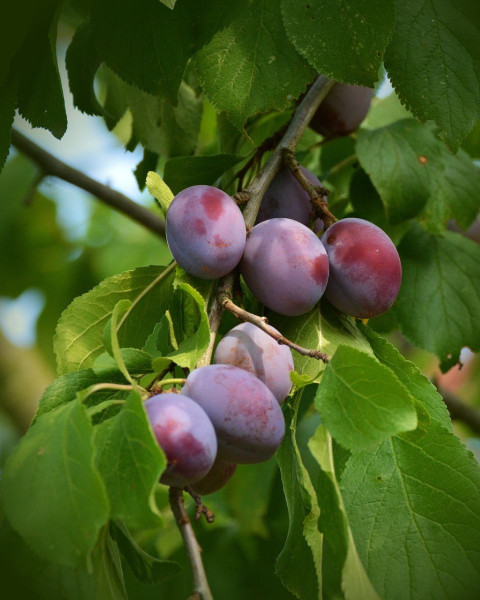 Slivka domáca (Prunus domestica) ´BYSTRICKÁ MUŠKÁTOVÁ´ Slivka domáca (Prunus domestica) ´BYSTRICKÁ MUŠKÁTOVÁ´