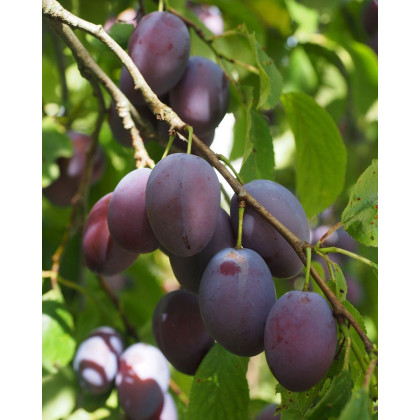 Slivka domáca (Prunus domestica) ´ČAČANSKÁ LEPOTICA´ Slivka domáca (Prunus domestica) ´ČAČANSKÁ LEPOTICA´