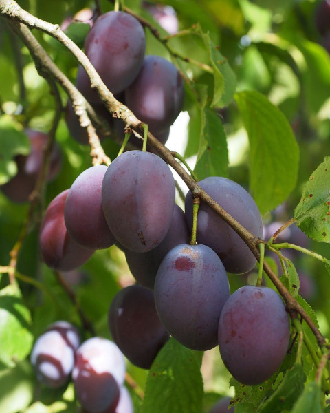Slivka domáca (Prunus domestica) ´ČAČANSKÁ LEPOTICA´ Slivka domáca (Prunus domestica) ´ČAČANSKÁ LEPOTICA´