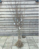 Slivka domáca (Prunus domestica) ´ČAČANSKÁ LEPOTICA´ Slivka domáca (Prunus domestica) ´ČAČANSKÁ LEPOTICA´