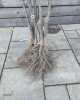 Slivka domáca (Prunus domestica) ´ČAČANSKÁ NAJBOJLA´