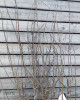 Slivka domáca (Prunus domestica) ´ČAČANSKÁ NAJBOJLA´