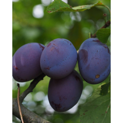 Slivka domáca (Prunus domestica) ´ČAČANSKÁ NAJBOJLA´ Slivka domáca (Prunus domestica) ´ČAČANSKÁ NAJBOJLA´