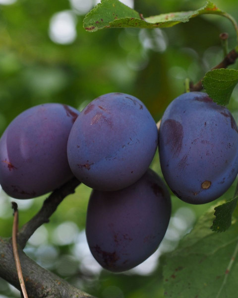 Slivka domáca (Prunus domestica) ´ČAČANSKÁ NAJBOJLA´