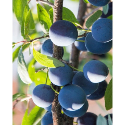 Slivka (Prunus domestica) ´PRESIDENT´ Slivka (Prunus domestica) ´PRESIDENT´