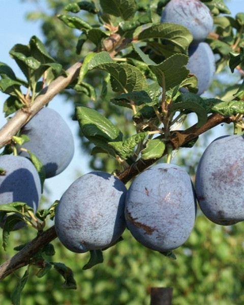 Slivka domáca (Prunus domestica) ´HAGANTA´