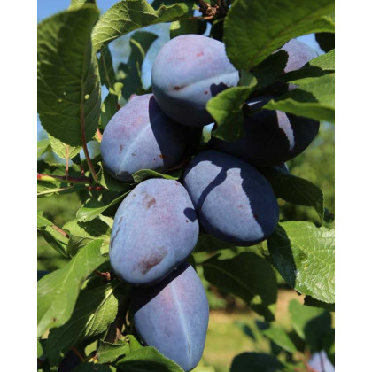Slivka domáca (Prunus domestica) ´JOGANTA´ Slivka domáca (Prunus domestica) ´JOGANTA´