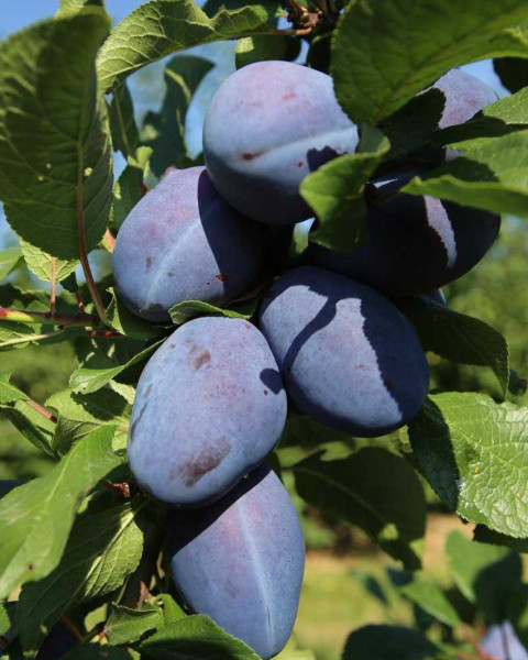Slivka domáca (Prunus domestica) ´JOGANTA´