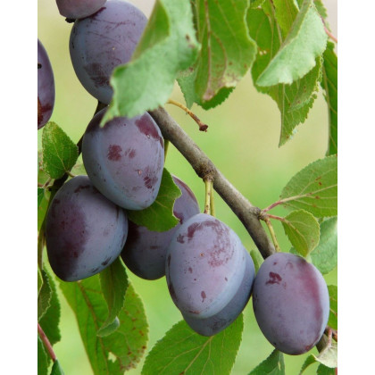 Slivka domáca (Prunus domestica) ´KATINKA´ Slivka domáca (Prunus domestica) ´KATINKA´