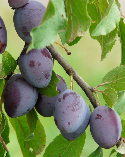 Slivka domáca (Prunus domestica) ´KATINKA´ Slivka domáca (Prunus domestica) ´KATINKA´