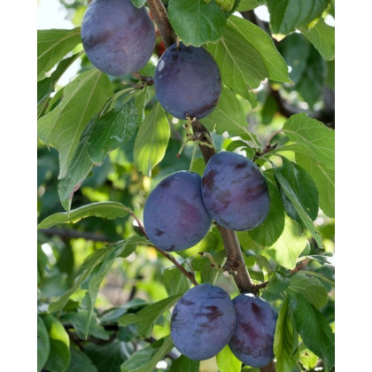 Slivka domáca (Prunus domestica) ´PRESIDENT´ Slivka domáca (Prunus domestica) ´PRESIDENT´