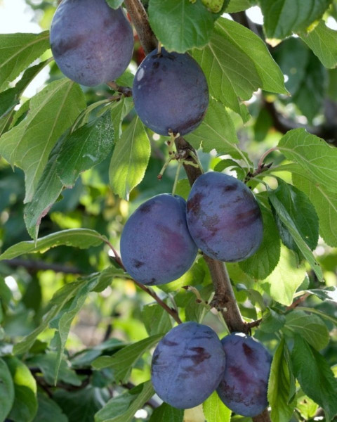Slivka domáca (Prunus domestica) ´PRESIDENT´ Slivka domáca (Prunus domestica) ´PRESIDENT´