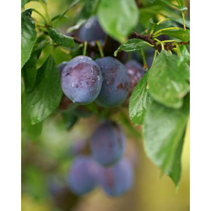 Slivka domáca (Prunus domestica) ´TOPTASTE´ Slivka domáca (Prunus domestica) ´TOPTASTE´