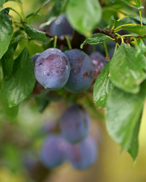 Slivka domáca (Prunus domestica) ´TOPTASTE´