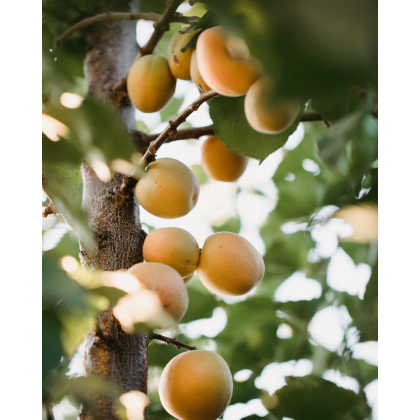 Slivka japonská (Prunus salicina) ´SHIRO´ Slivka japonská (Prunus salicina) ´SHIRO´