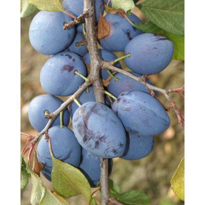Slivka domáca (Prunus Domestica) ´TOPEND PLUS´® Slivka domáca (Prunus Domestica) ´TOPEND PLUS´®