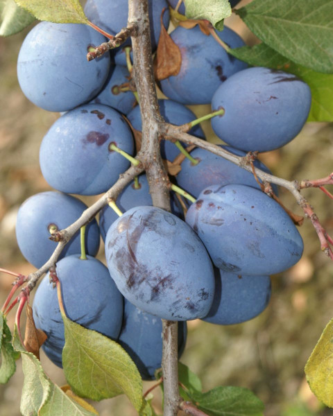Slivka domáca (Prunus Domestica) ´TOPEND PLUS´® Slivka domáca (Prunus Domestica) ´TOPEND PLUS´®