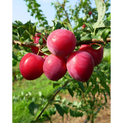 Slivka japonská (Prunus salicina) ´KOMÉTA´ Slivka japonská (Prunus salicina) ´KOMÉTA´