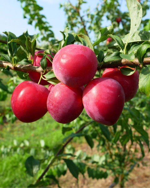 Slivka japonská (Prunus salicina) ´KOMÉTA´ Slivka japonská (Prunus salicina) ´KOMÉTA´