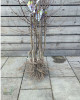 Slivka (Prunus domestica) ´TOP-KING´ Slivka (Prunus domestica) ´TOP-KING´