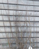 Slivka (Prunus domestica) ´TOP-KING´ Slivka (Prunus domestica) ´TOP-KING´