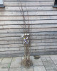 Slivka domáca (Prunus domestica) ´DURANZIA´