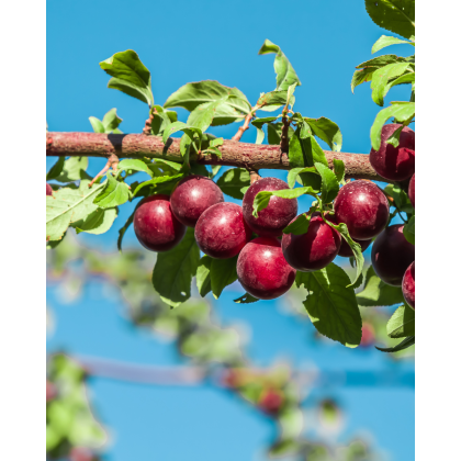 Slivko-višňa (Prunus cerasifera) ´PISSARDI´ Slivko-višňa (Prunus cerasifera) ´PISSARDI´