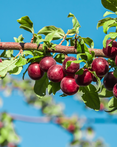 Slivko-višňa (Prunus cerasifera) ´PISSARDI´ Slivko-višňa (Prunus cerasifera) ´PISSARDI´