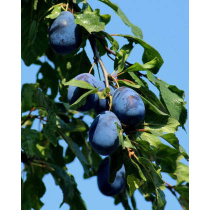 Slivka domáca (Prunus domestica) ´STANLEY´ Slivka domáca (Prunus domestica) ´STANLEY´