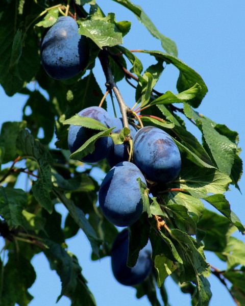 Slivka domáca (Prunus domestica) ´STANLEY´ Slivka domáca (Prunus domestica) ´STANLEY´