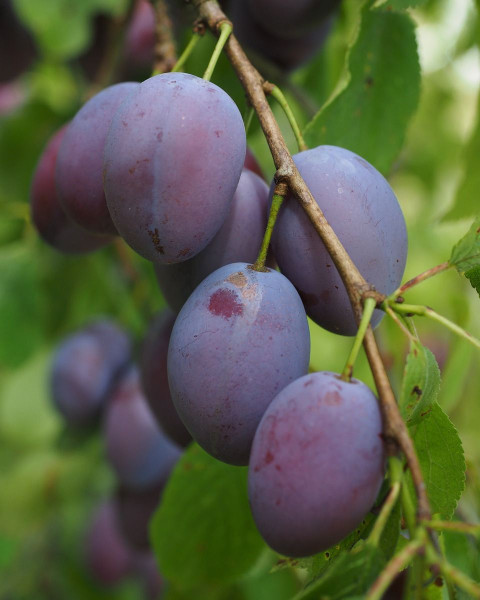 Slivka domáca (Prunus domestica) ´STANLEY´ Slivka domáca (Prunus domestica) ´STANLEY´