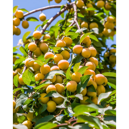 Slivka domáca (Prunus domestica) ´SUNGOLD´ Slivka domáca (Prunus domestica) ´SUNGOLD´