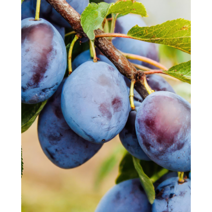 Slivka (Prunus domestica) ´TOP-KING´ Slivka (Prunus domestica) ´TOP-KING´