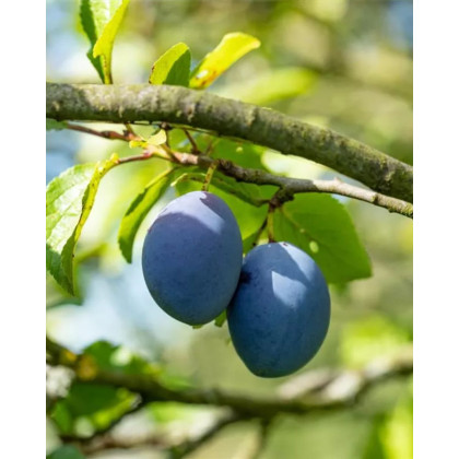 Slivka domáca (Prunus domestica) ´TOPFIVE´ Slivka domáca (Prunus domestica) ´TOPFIVE´