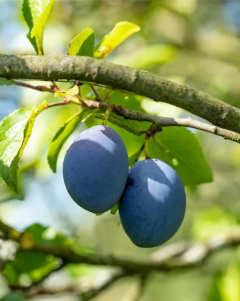 Slivka domáca (Prunus domestica) ´TOPFIVE´