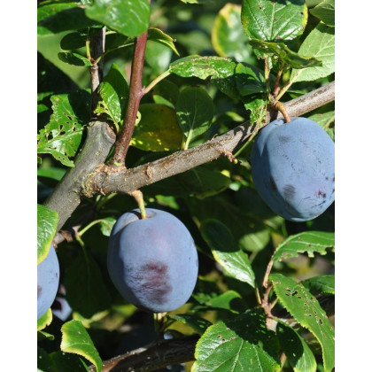 Slivka domáca (Prunus domestica) ´TOPHIT´ Slivka domáca (Prunus domestica) ´TOPHIT´