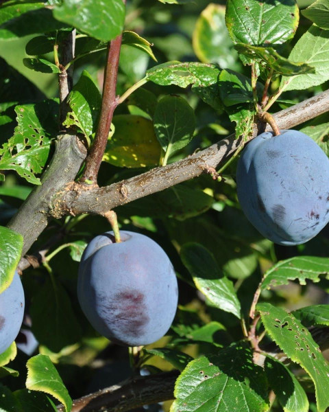 Slivka domáca (Prunus domestica) ´TOPHIT´