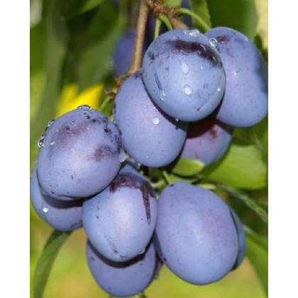 Slivka domáca (Prunus domestica) ´TOPTASTE´ Slivka domáca (Prunus domestica) ´TOPTASTE´