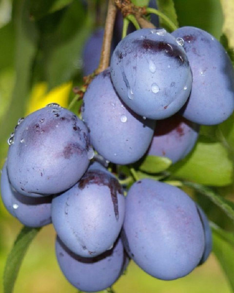 Slivka domáca (Prunus domestica) ´TOPTASTE´ Slivka domáca (Prunus domestica) ´TOPTASTE´