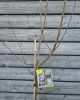 Slivka domáca (Prunus domestica) ´TOPTASTE´