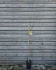 Slivka domáca (Prunus domestica) ´TOPTASTE´