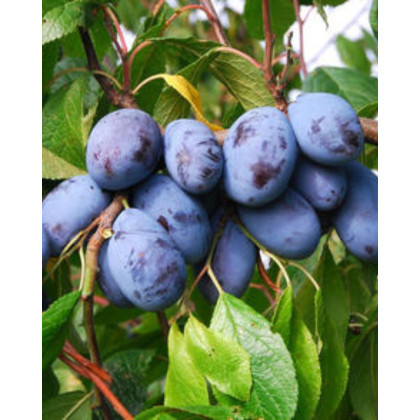 Slivka domáca (Prunus domestica) ´VALJEVKA´ Slivka domáca (Prunus domestica) ´VALJEVKA´