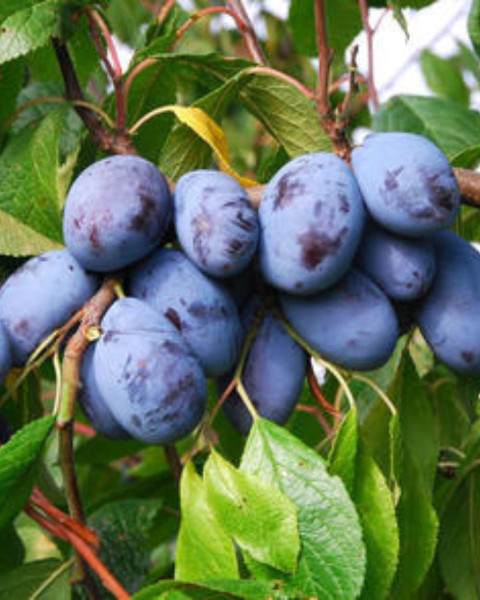 Slivka domáca (Prunus domestica) ´VALJEVKA´ Slivka domáca (Prunus domestica) ´VALJEVKA´